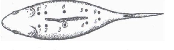 рис. 37.JPG